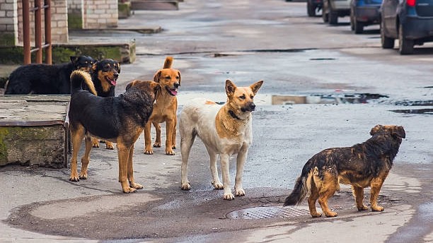 Dog feeding good but address woes