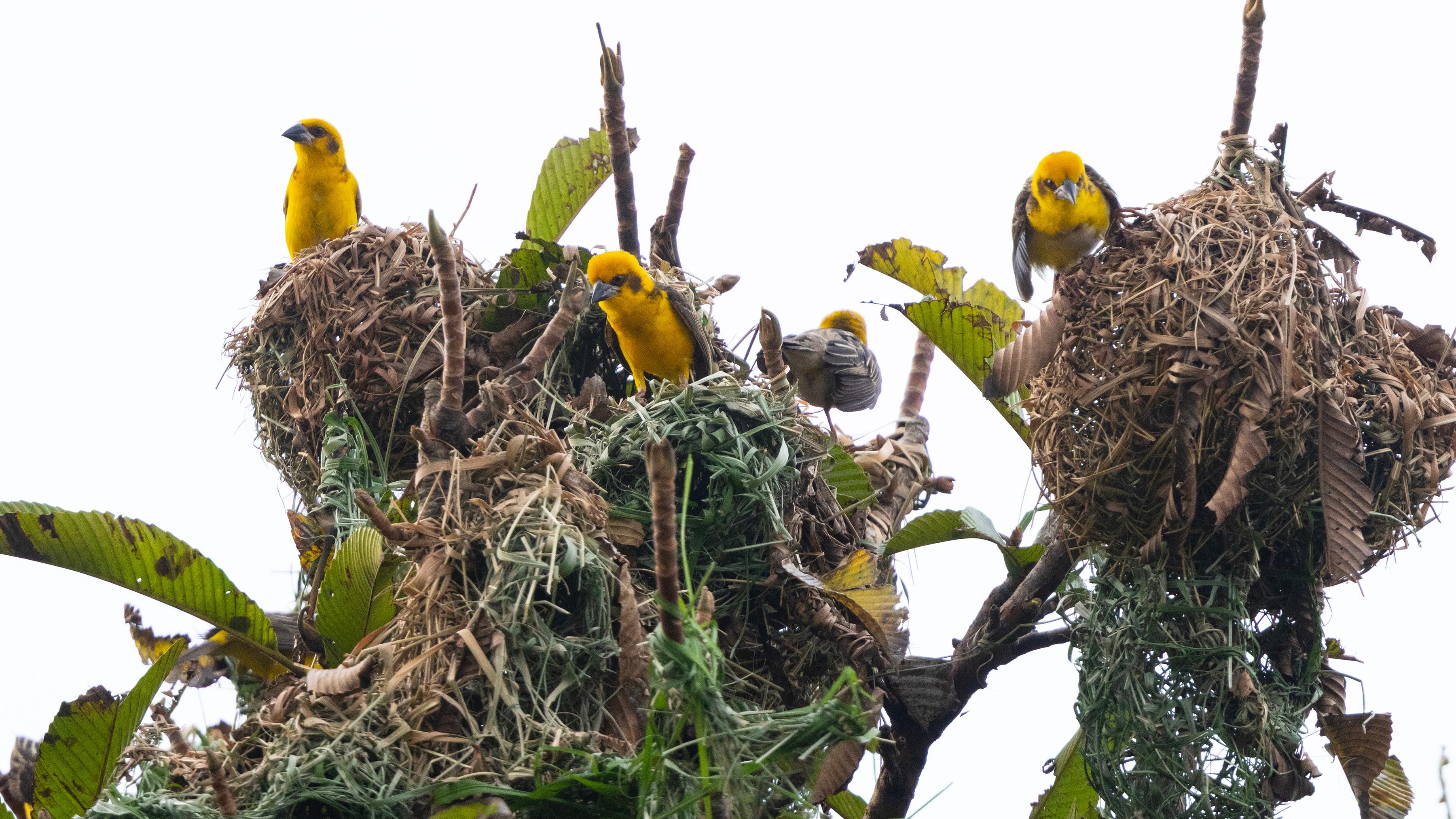 Assam's Kaziranga records 43 species of grassland birds, 'master nest-builder' Finn's Weaver colony found