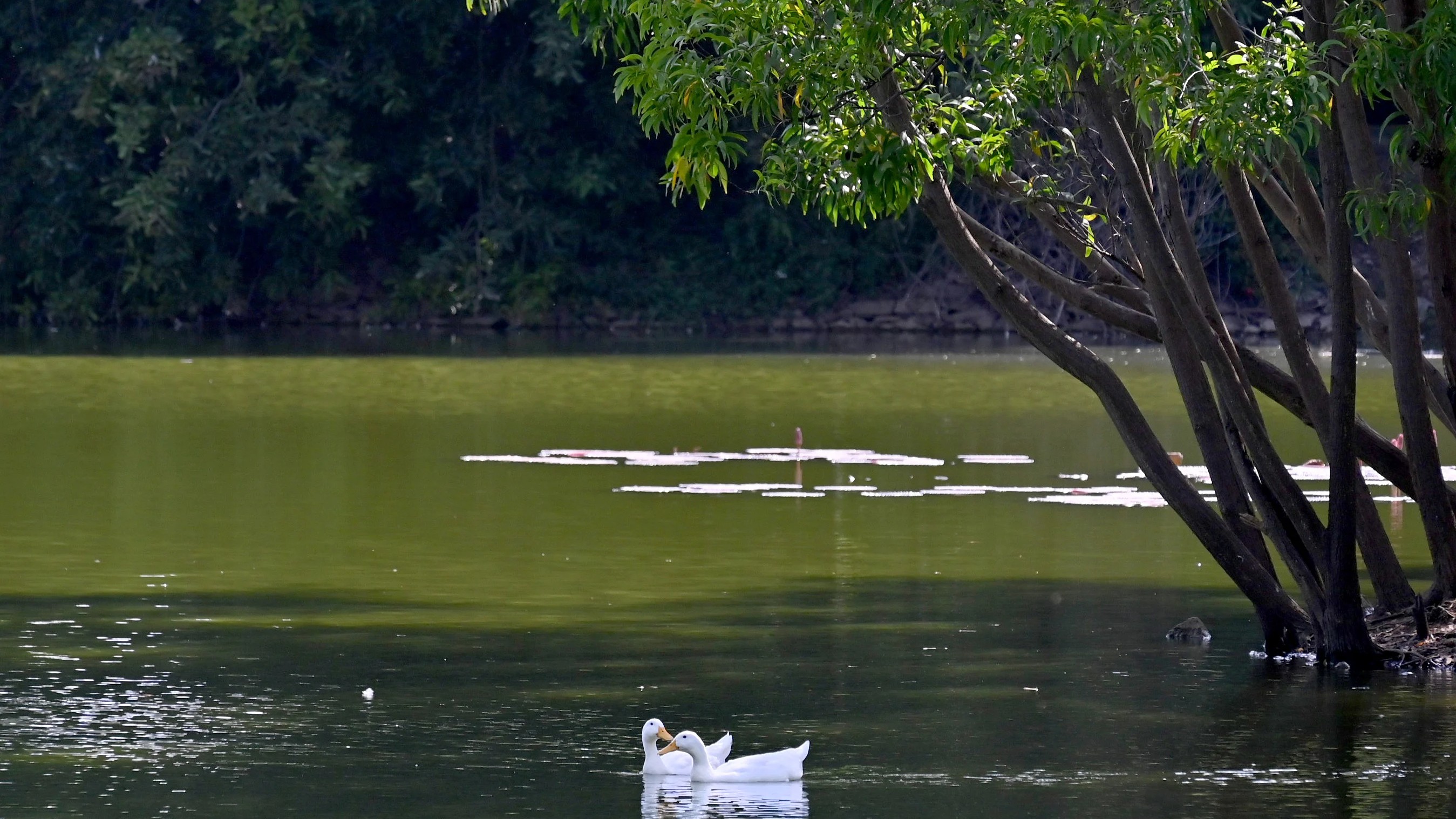 Five gated complexes encircle Bengaluru lake; block public view 
