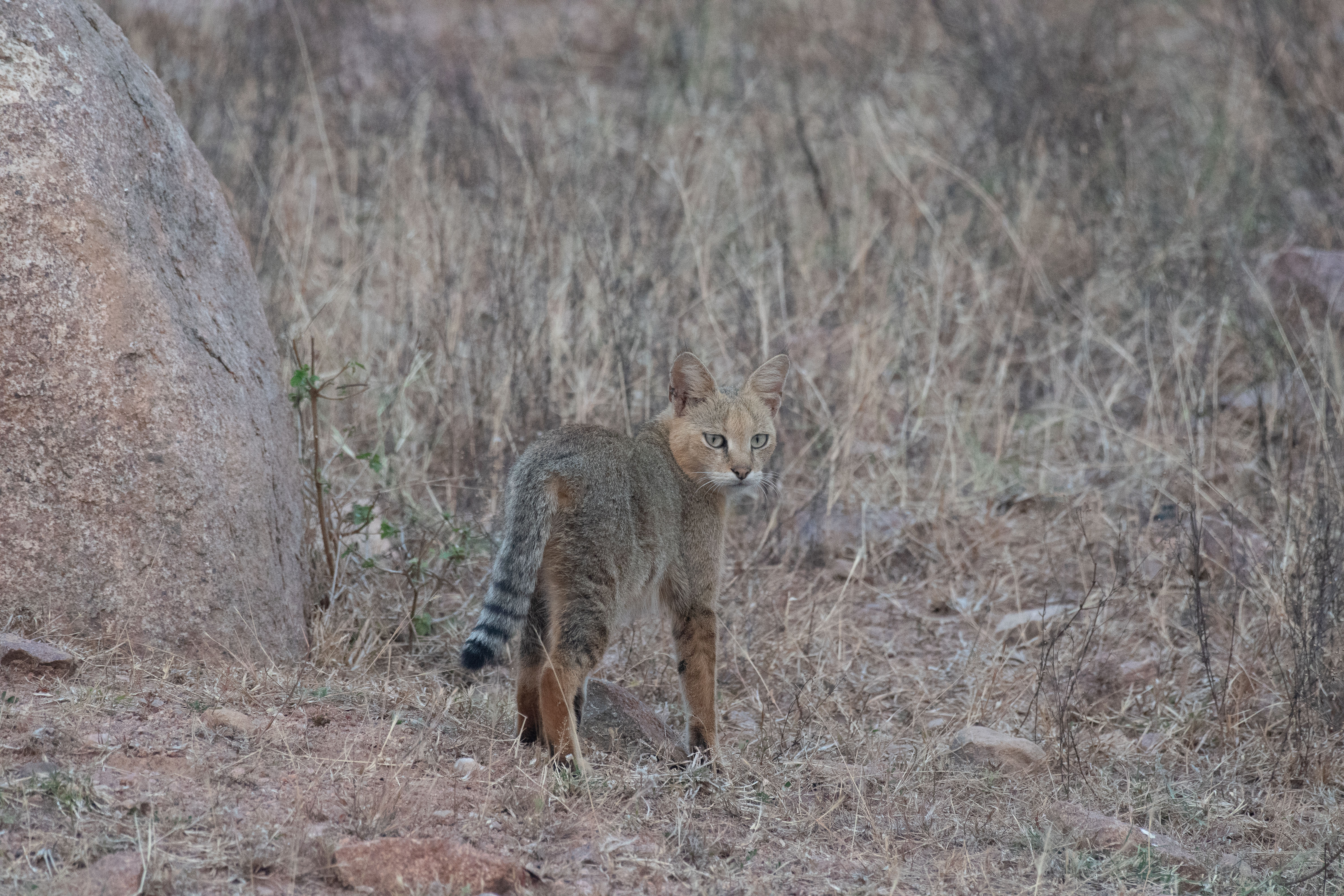 A junglecat in the wild. 