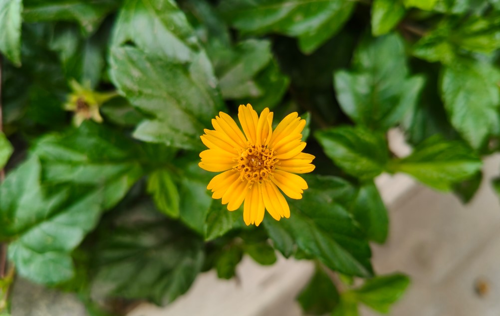 OnePlus Nord CE 5's camera sample.