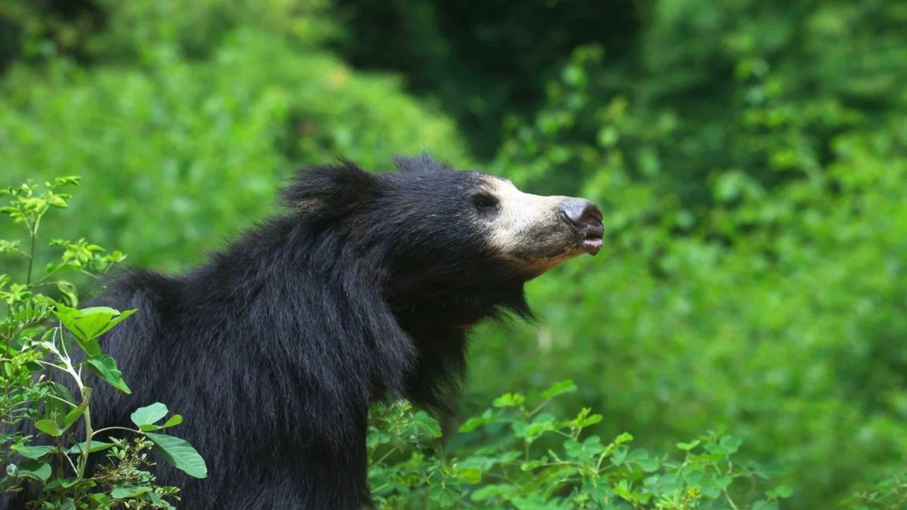 Bear attacks forest watcher in Nagarahole Tiger Reserve