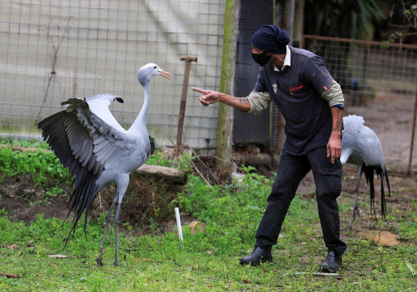 A worker gesture as he handles a blue crane in their enclosure at World of Birds in Hout Bay, in Cape Town, South Africa.