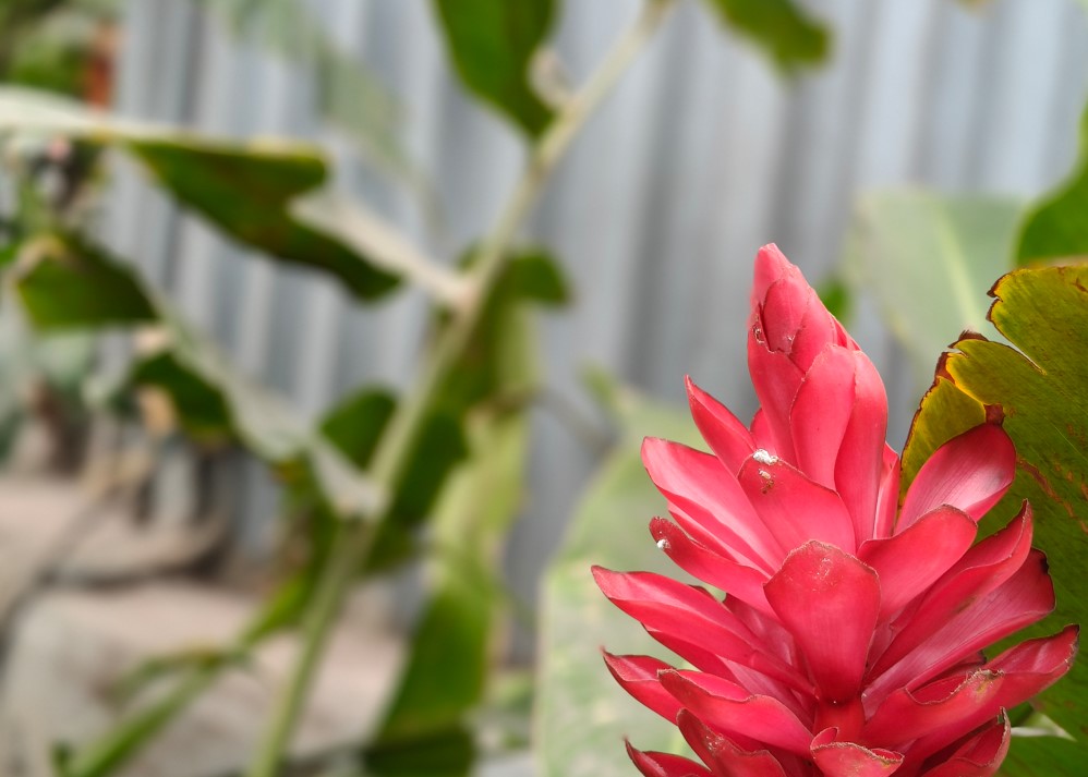 OnePlus Nord CE 5's camera sample.