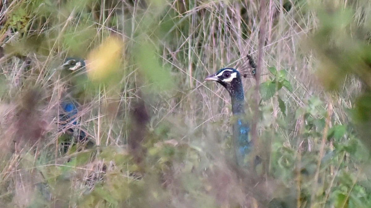 6 peacocks die in Madhya Pradesh's Morena after coming in contact with high-tension power lines