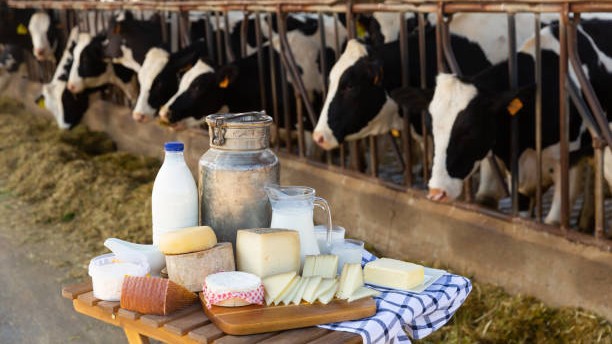 America's protein obsession is transforming the dairy industry