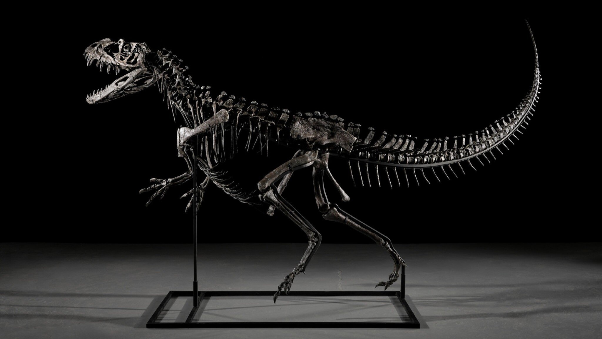 Ceratosaur fossil auctioned for Rs 262 crore by Sotheby's