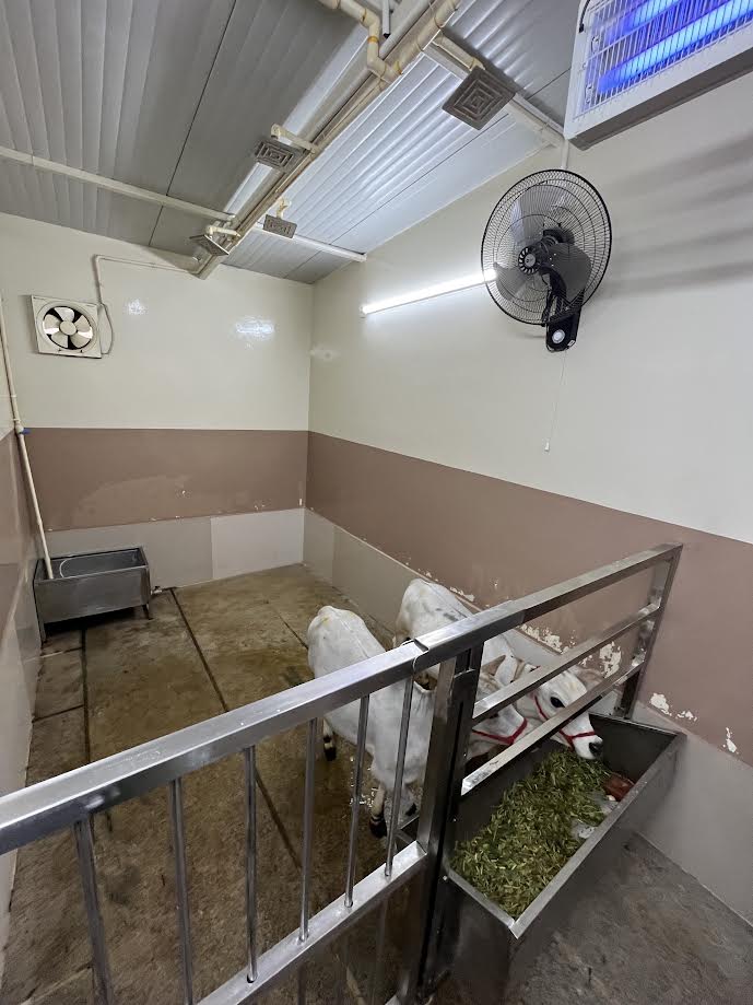 Arun has built a room for the calves, equipped witH head showers and an auto-fill water container.
