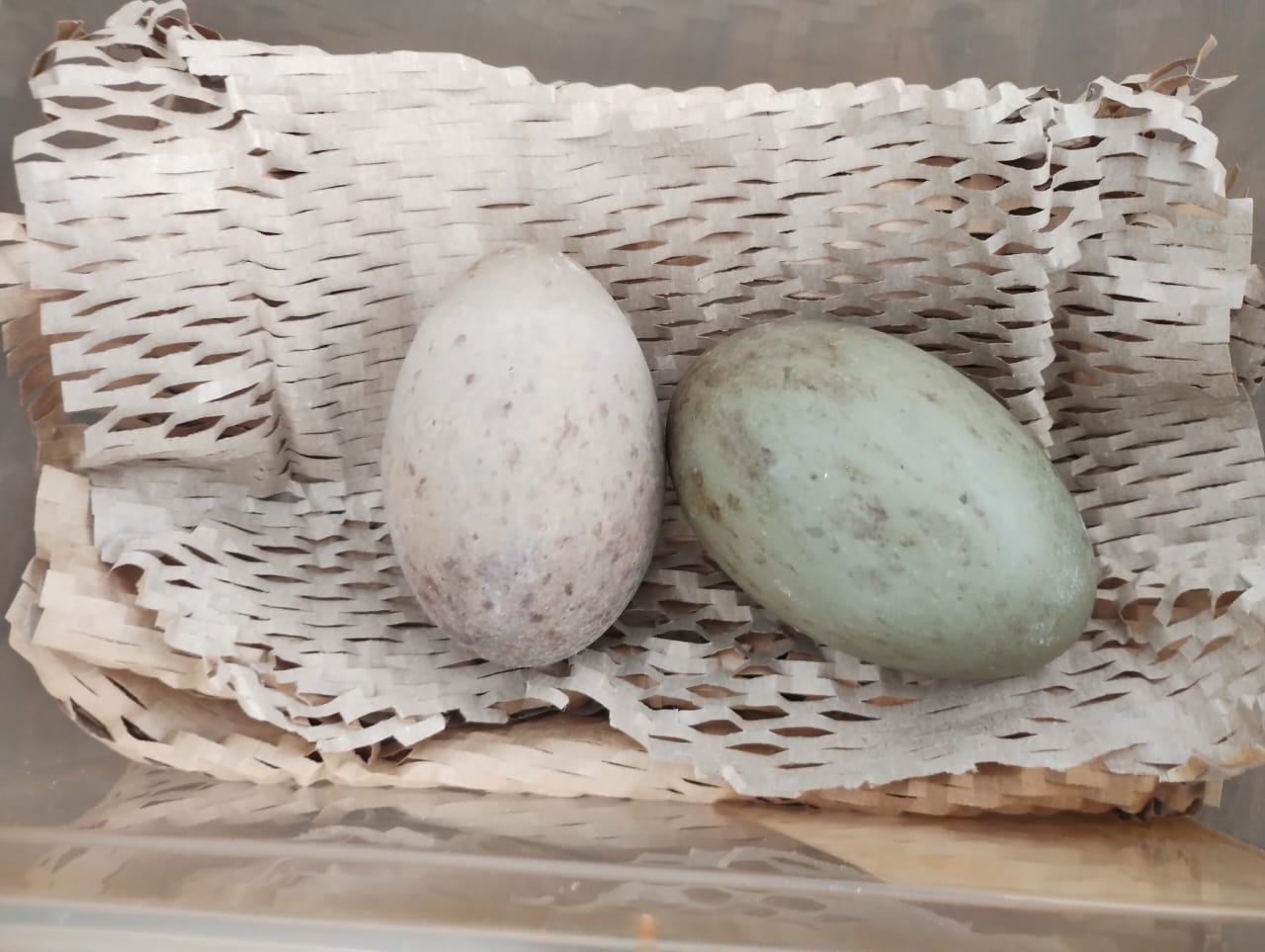 Real eggs from the wild are collected for artificial incubation and are replaced with dummy eggs like these