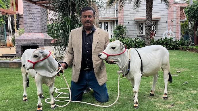 Bengalureans bring home pet cows