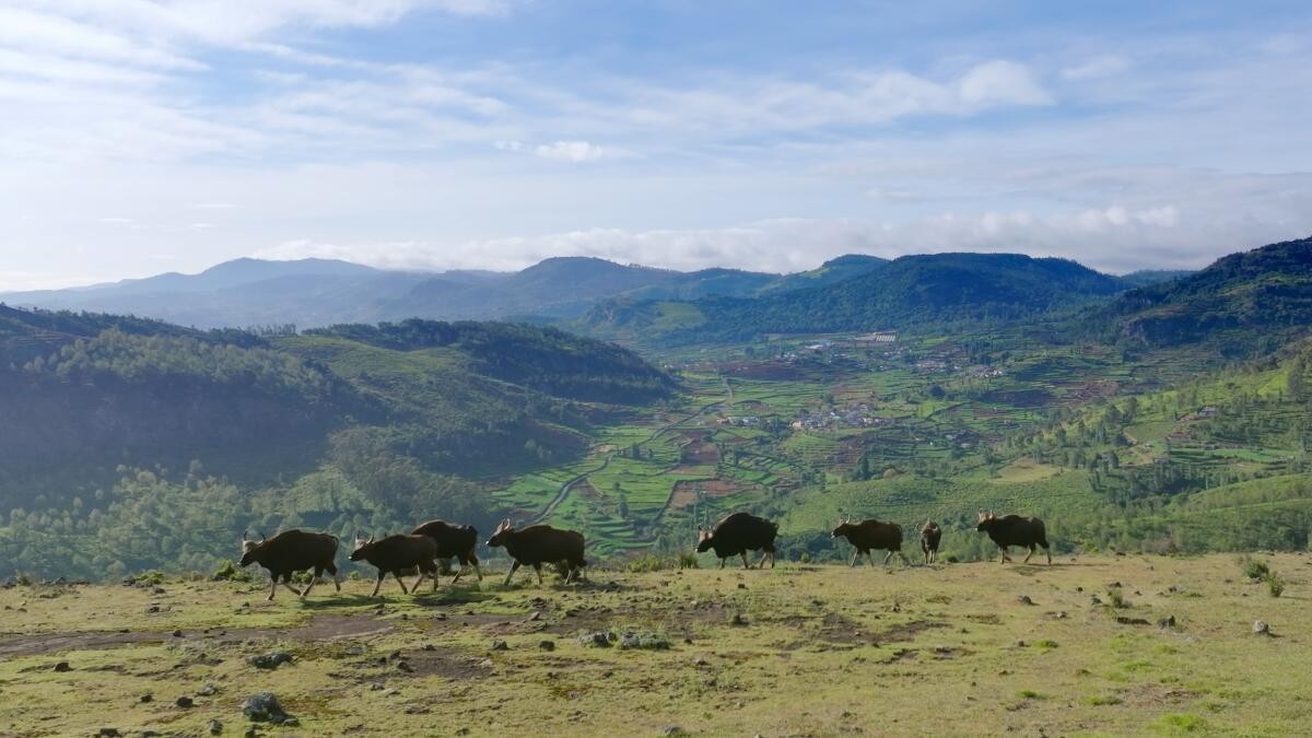 'Nilgiris: A Shared Wilderness' documentary review: Shared wilderness, shared stories