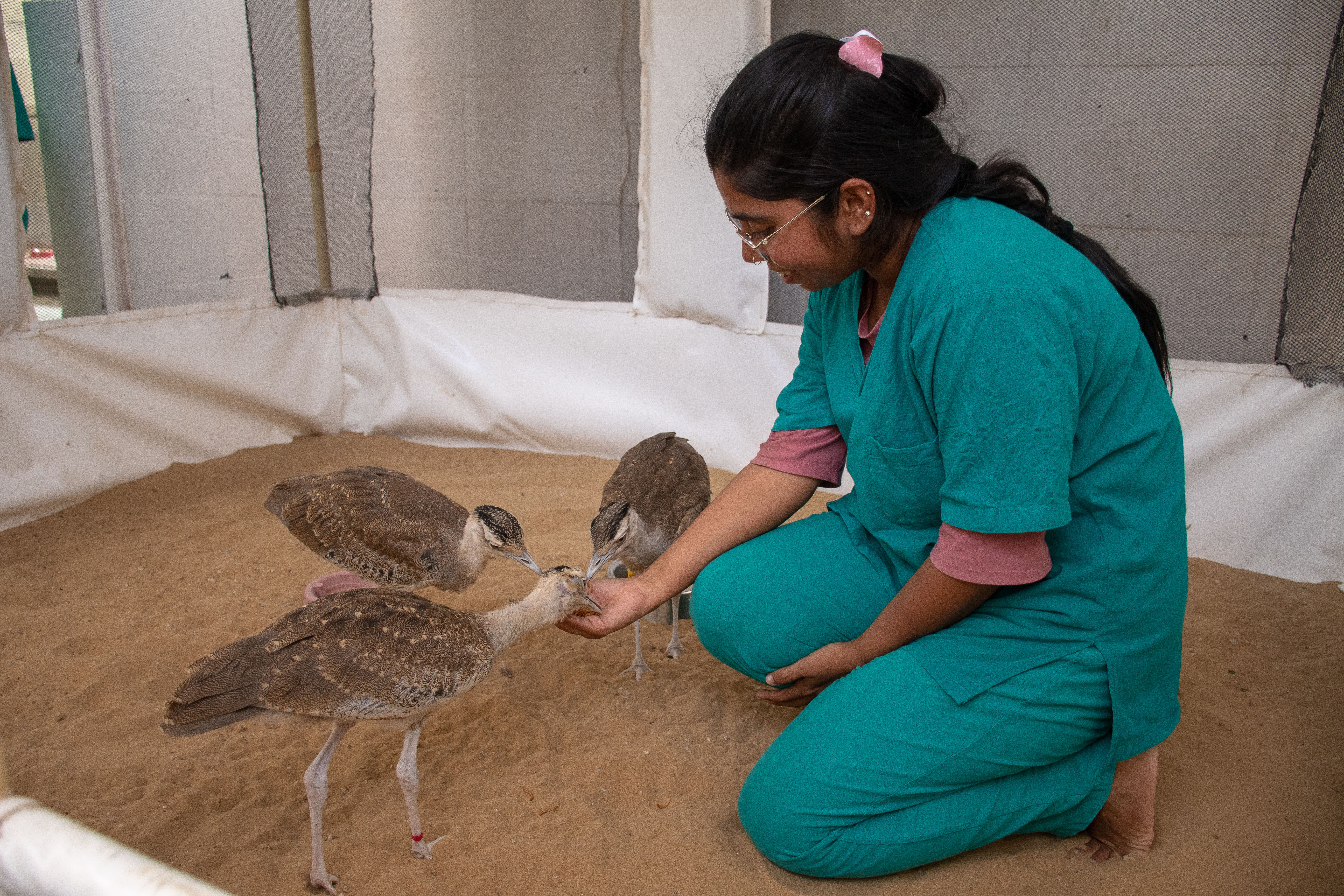 Hrishika Sharma, a scientist at Sam Conservation Centre, Rajasthan, feeds pellets to GIB chicks named Sofia Qureshi, Vyomika Singh, and Vikram Misri..jpg