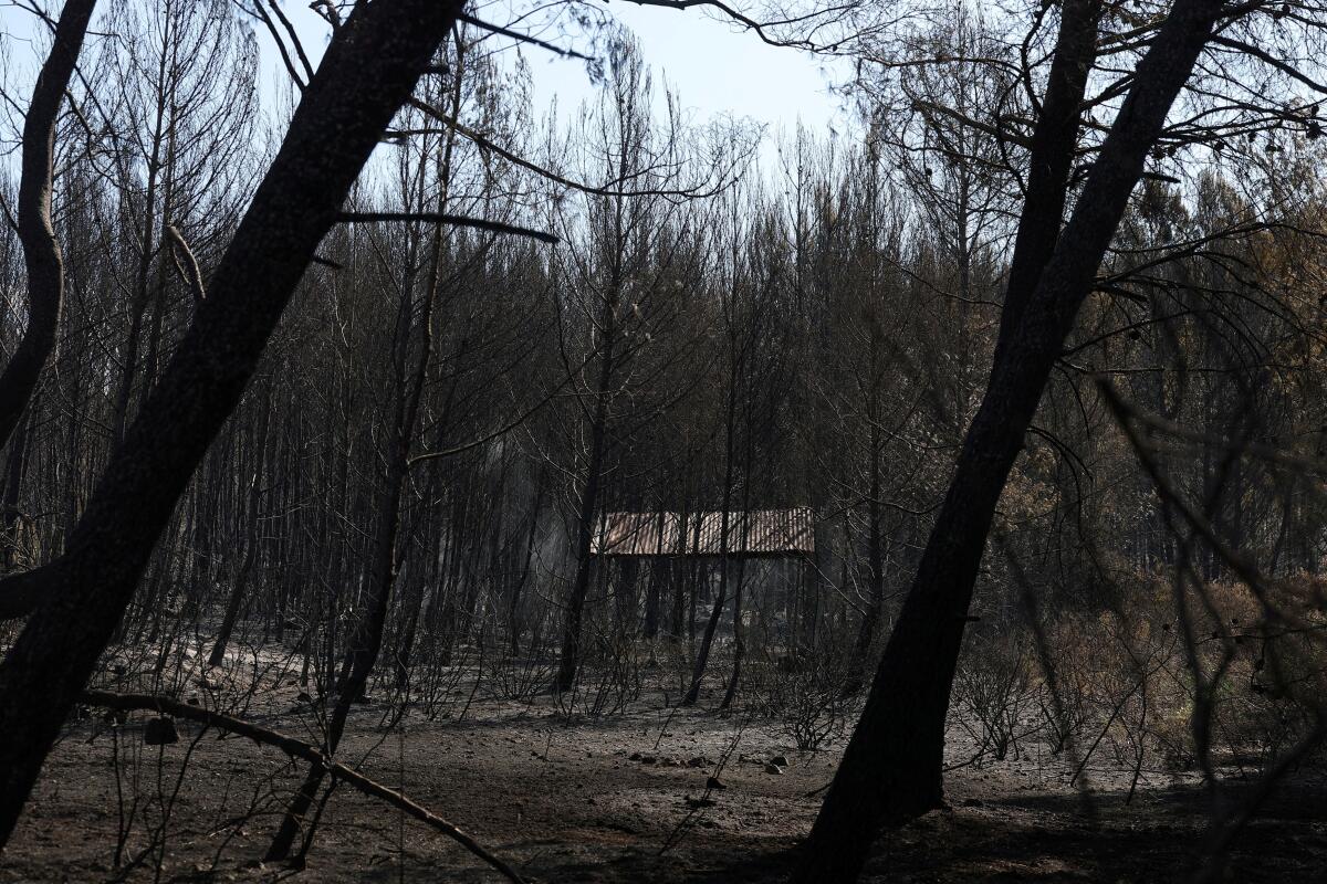 A wildfire burns in Martigues.