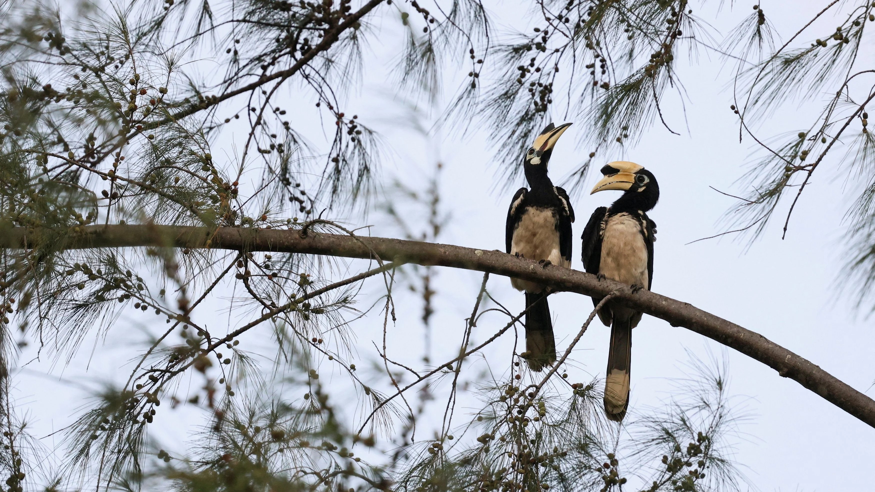 WCS to push for protections of Okapi, African hornbills, galapagos iguanas