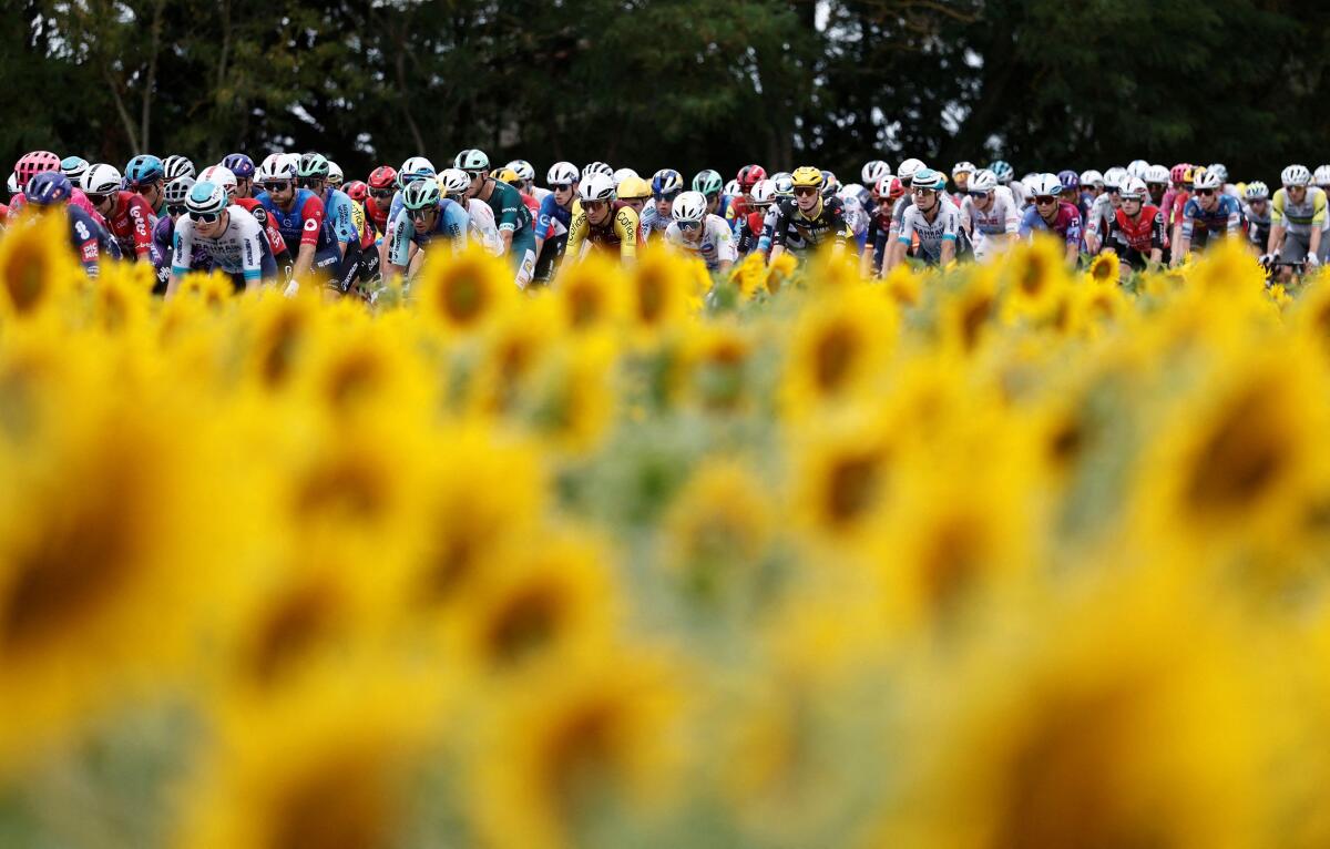 General view of riders in action as sunflowers are seen at the start of Stage 15.