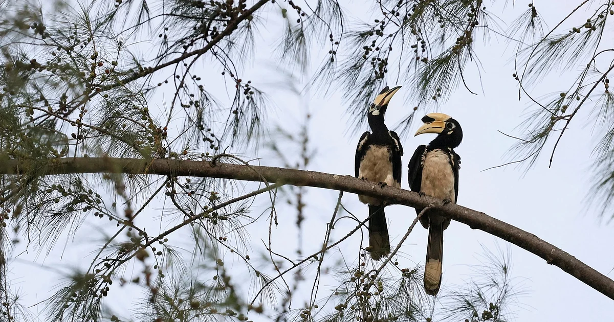 Wildlife Conservation Tamil Nadu: Hornbill Centre of Excellence Announced at Anamalai Tiger Reserve