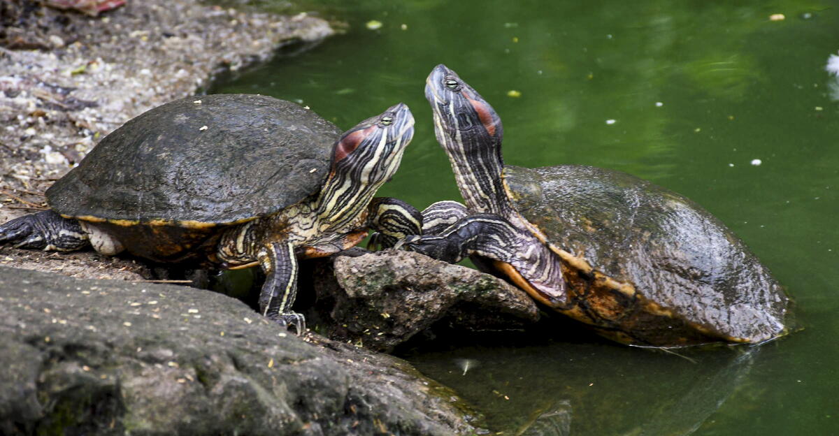 A pair of turtles at Jorpukhuri Pond, in Guwahati, Assam.