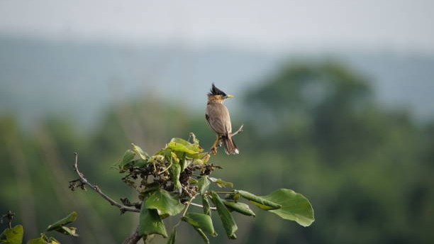 Population of over 200 bird species dwindled sharply in 25 yrs: Bengaluru scientists