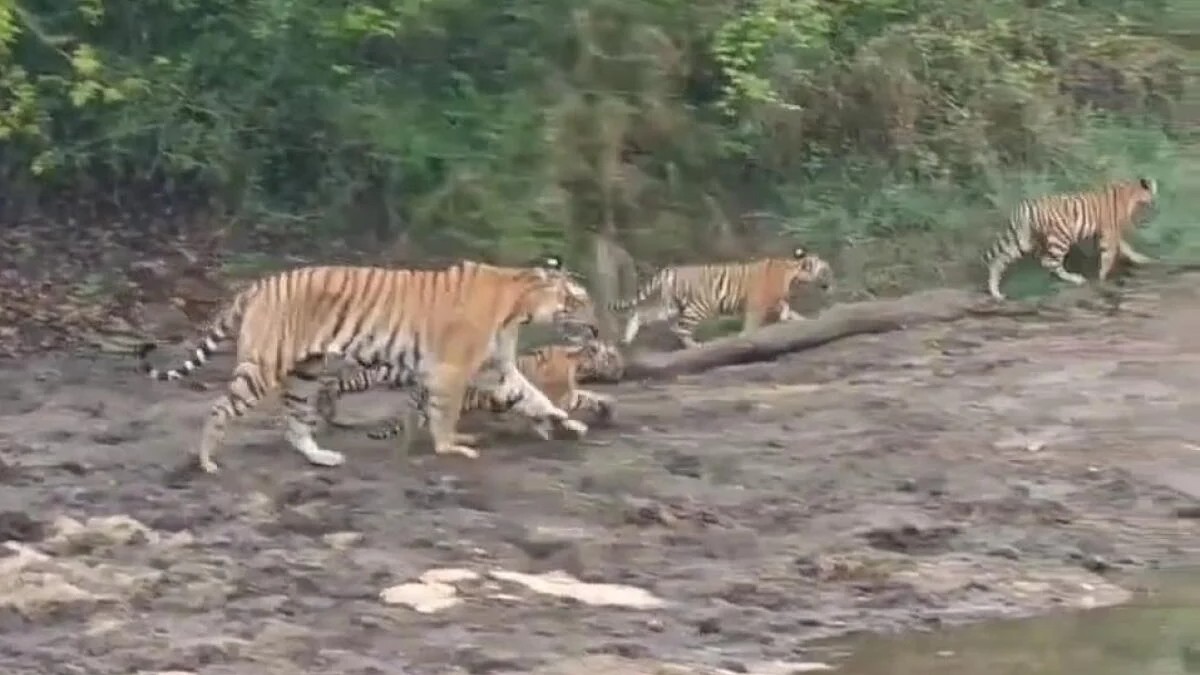 MM Hills tiger deaths: Minister orders officials to ban cattle grazing in forests
