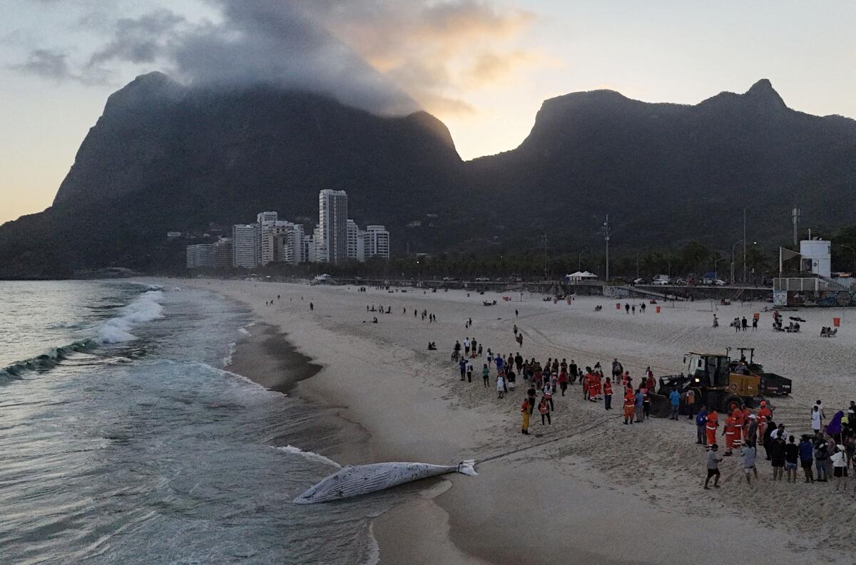 A drone view shows workers trying to remove a dead humpback whale on the shore of Sao Conrado beach in Rio de Janeiro, Brazil.