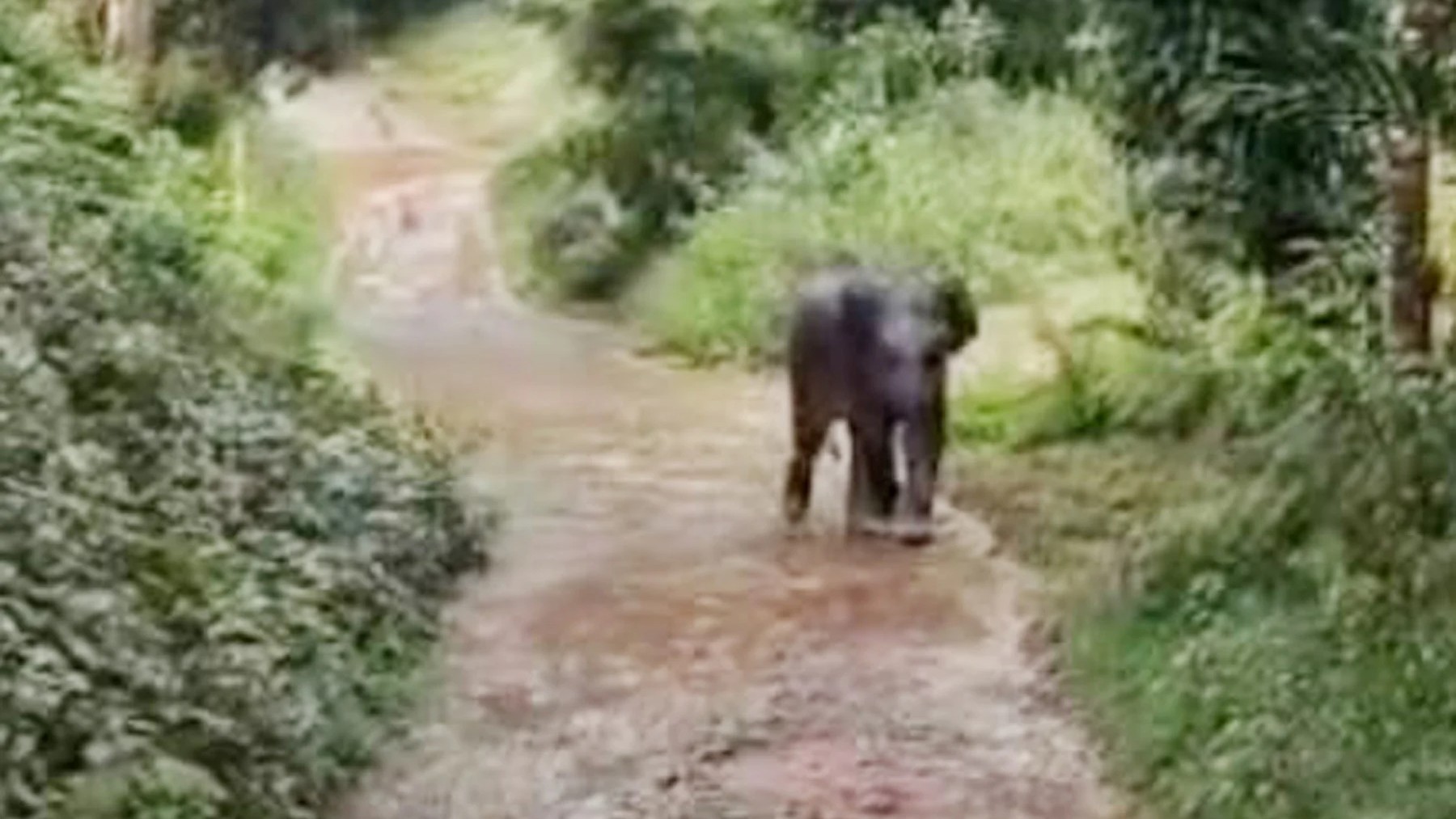 Elephant falls into sludge pit in Karnataka