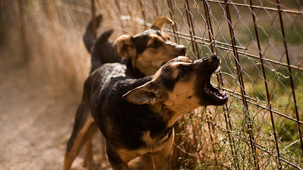 Goa assembly passes bill to ban ferocious animal breeds