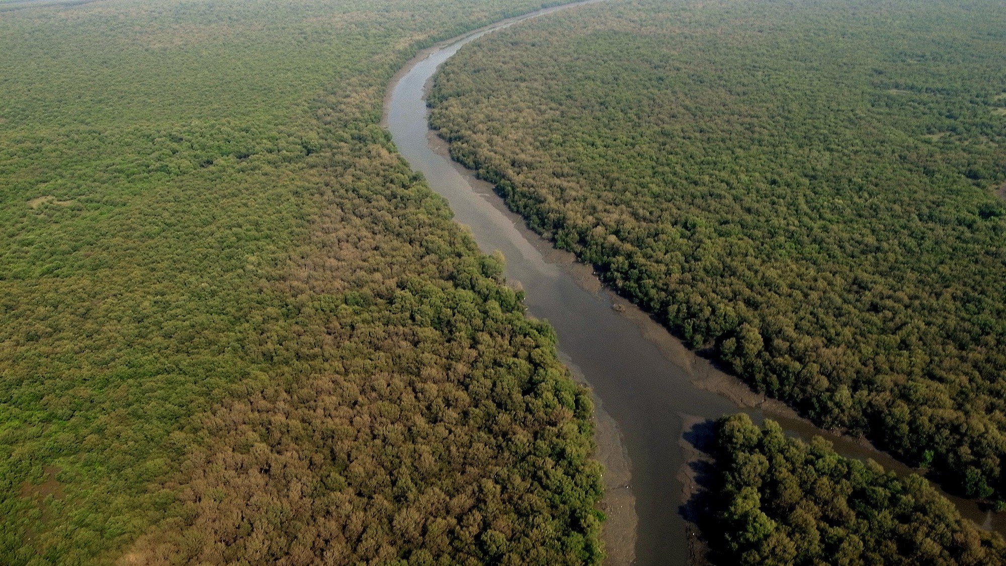Mangrove Coalition launched to strengthen India's coastal cities from climate risks