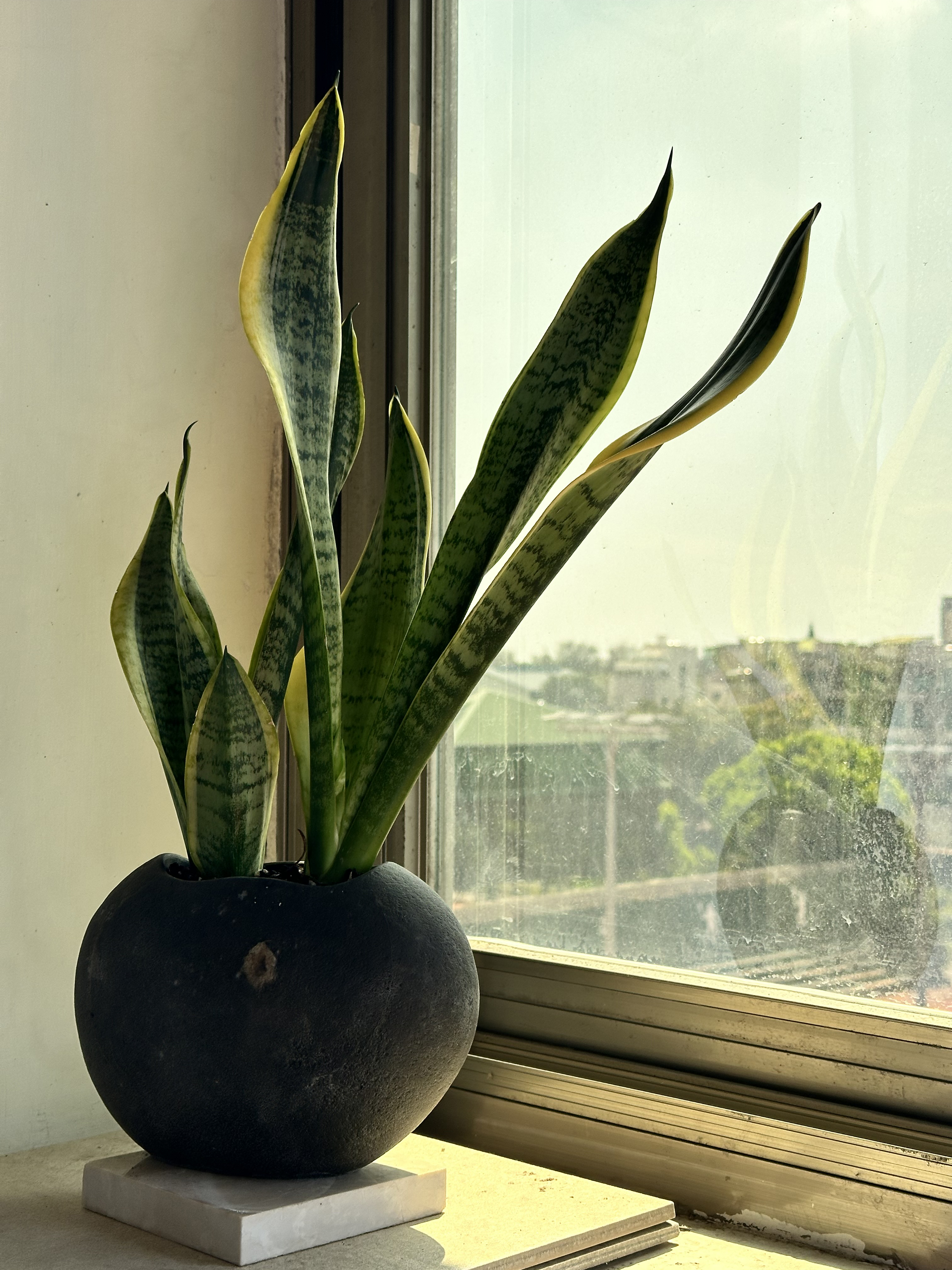 Snake plant