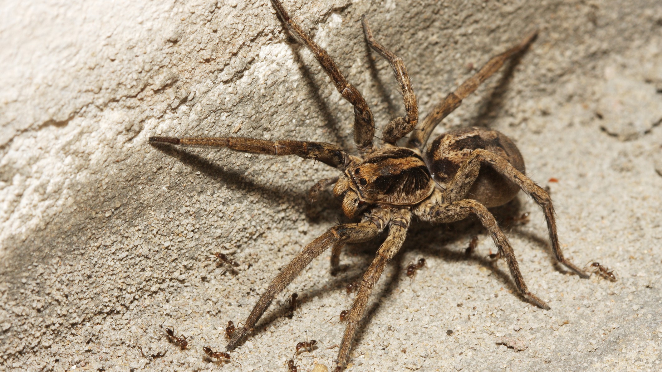 ZSI scientists discover new wolf spider species in Sunderbans