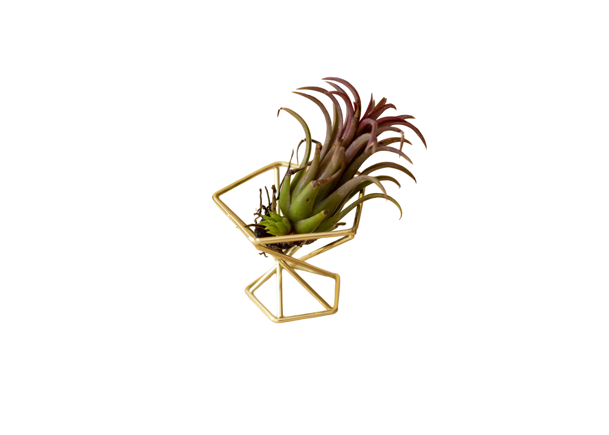 Air plant