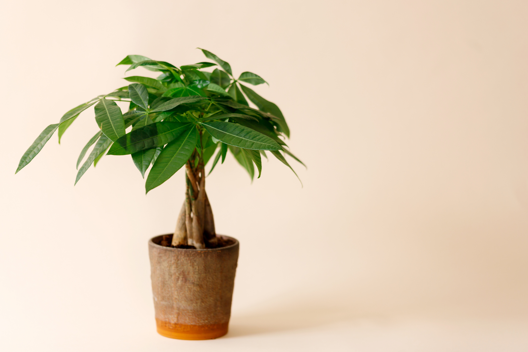 Money Tree