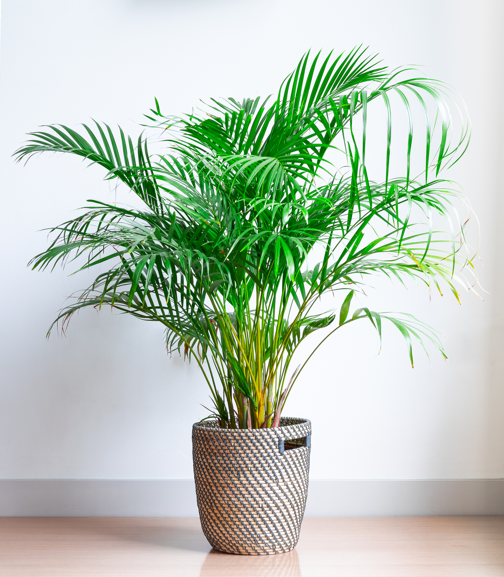 Houseplant