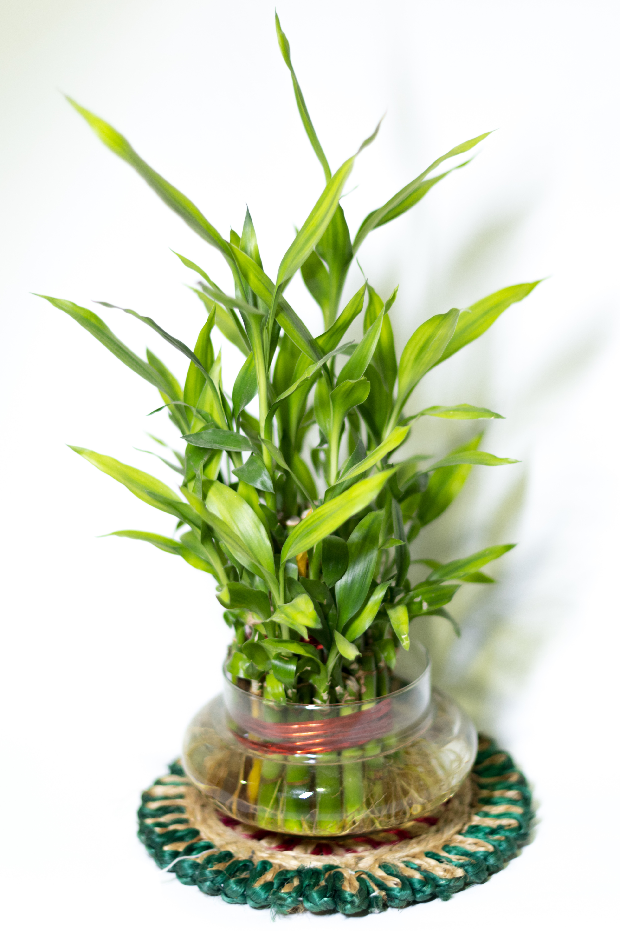 Lucky Bamboo