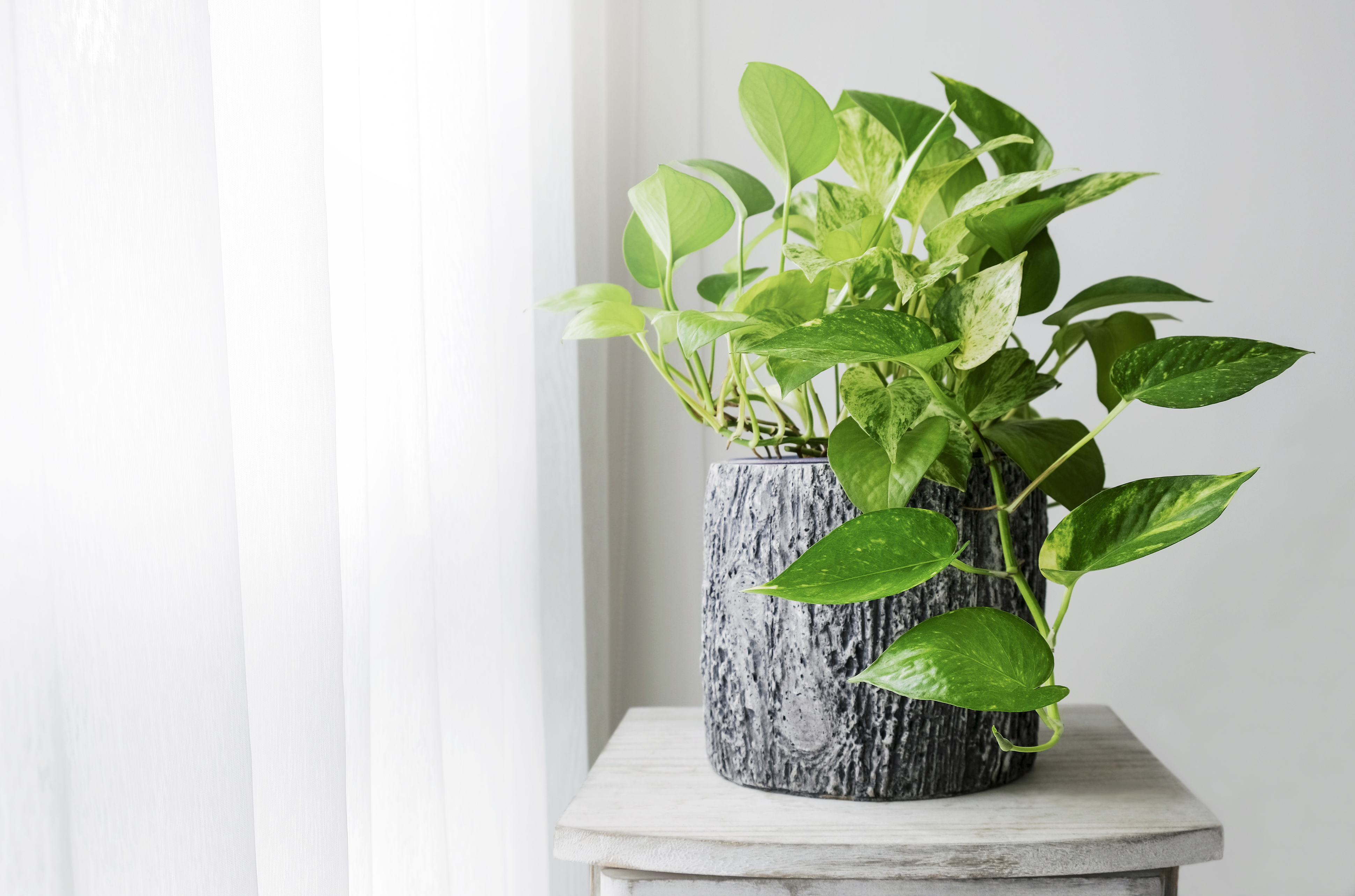 Golden pothos