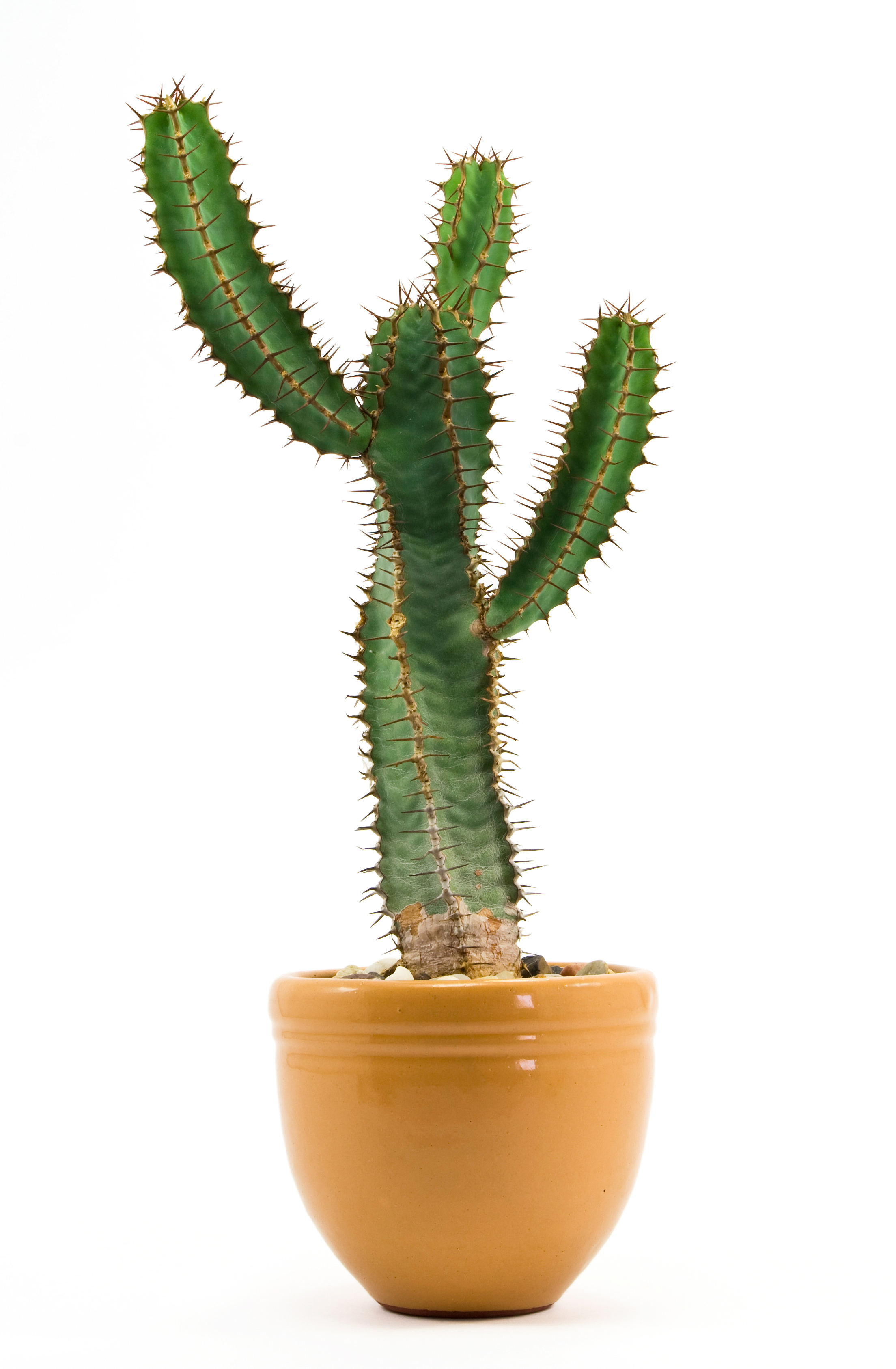 Cactus plant