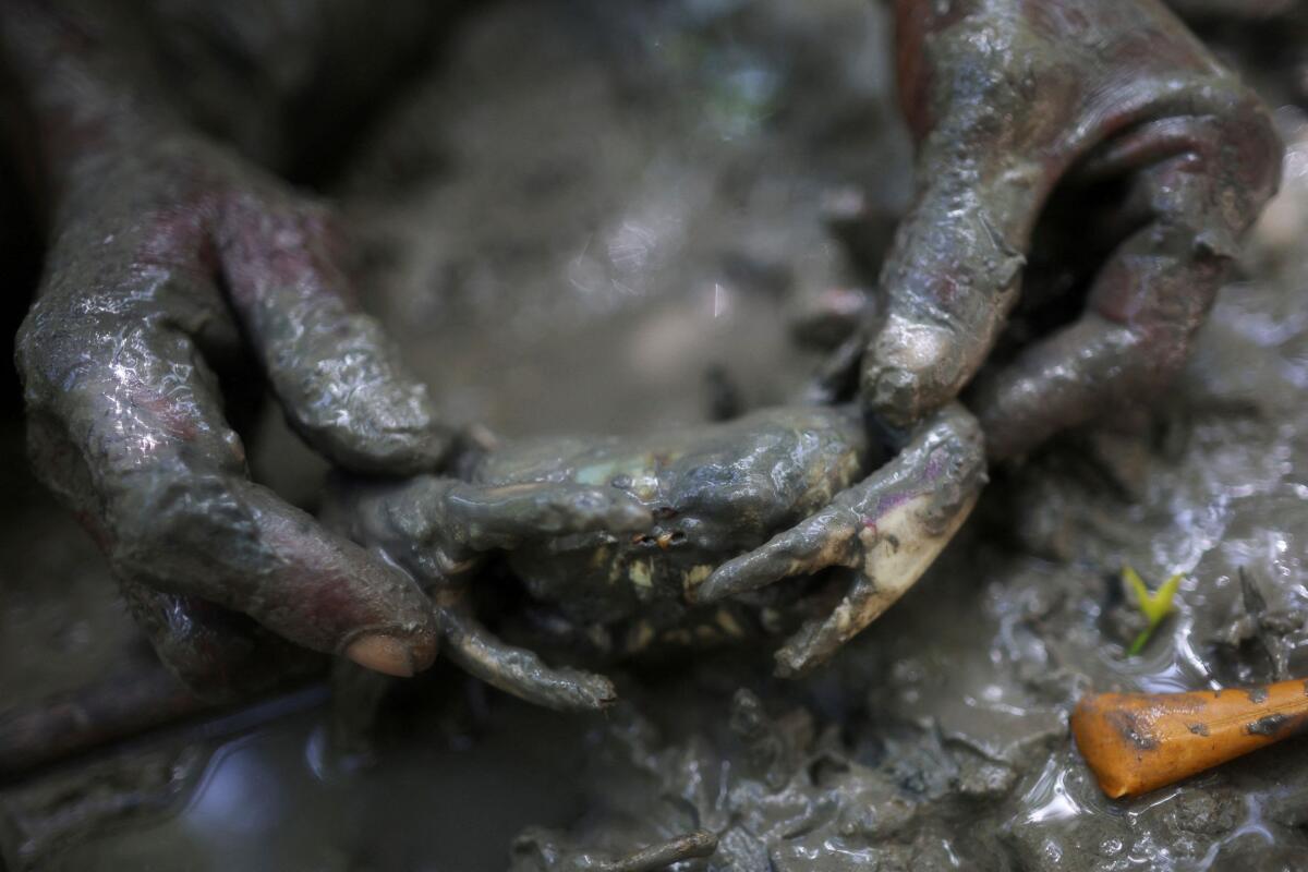 Fisherman Raimundo Atanasio Ferreira Barbosa catches crabs in the Raposa mangroves that serve both as a critical tool against climate change and an economic lifeline for thousands of families who earn their livelihoods through fishing, gathering, eco-tourism, and beekeeping, in Maranhao state, Brazil