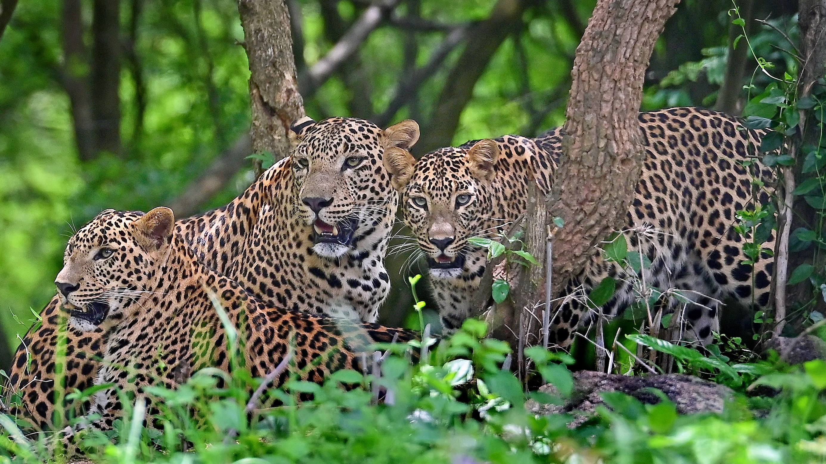 Highway through Bannerghatta park to get final OK after forest dept nod