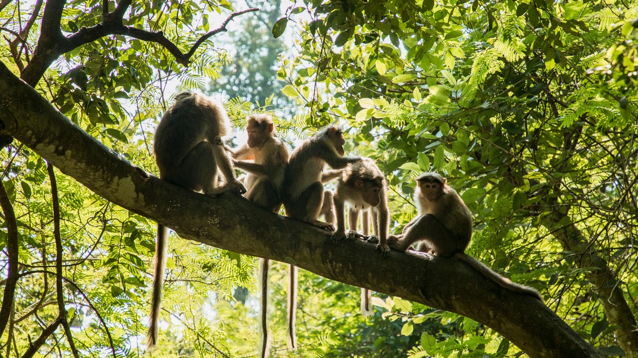 Close encounters of the simian kind
