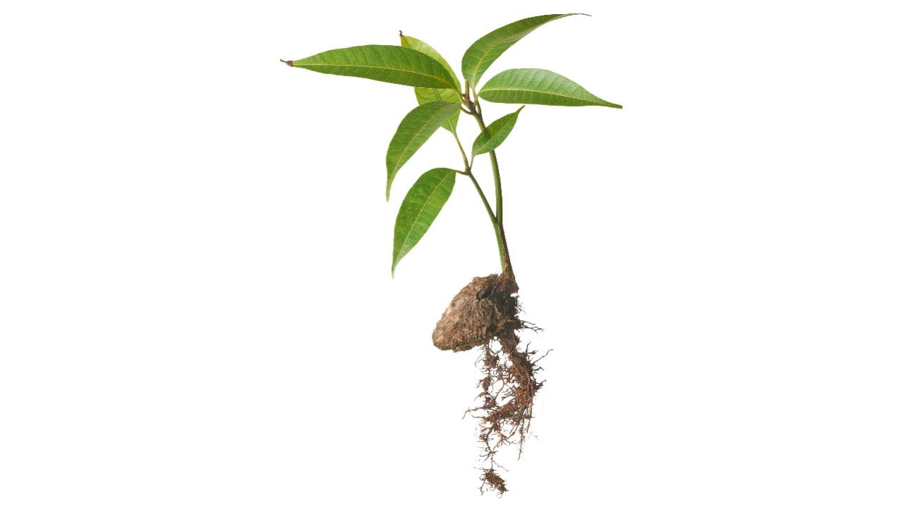 Grow a tree from your dessert