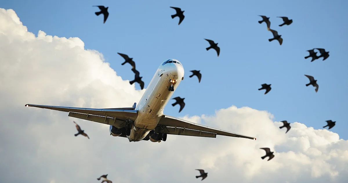 Bird-Hit Surge India: Delhi, Mumbai, Bengaluru Airports Top List Since 2020