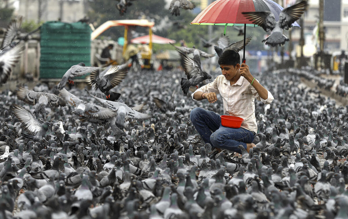 A man feeds a flock of pigeons on a rainy day, at Musallam Jung Pul, in Hyderabad