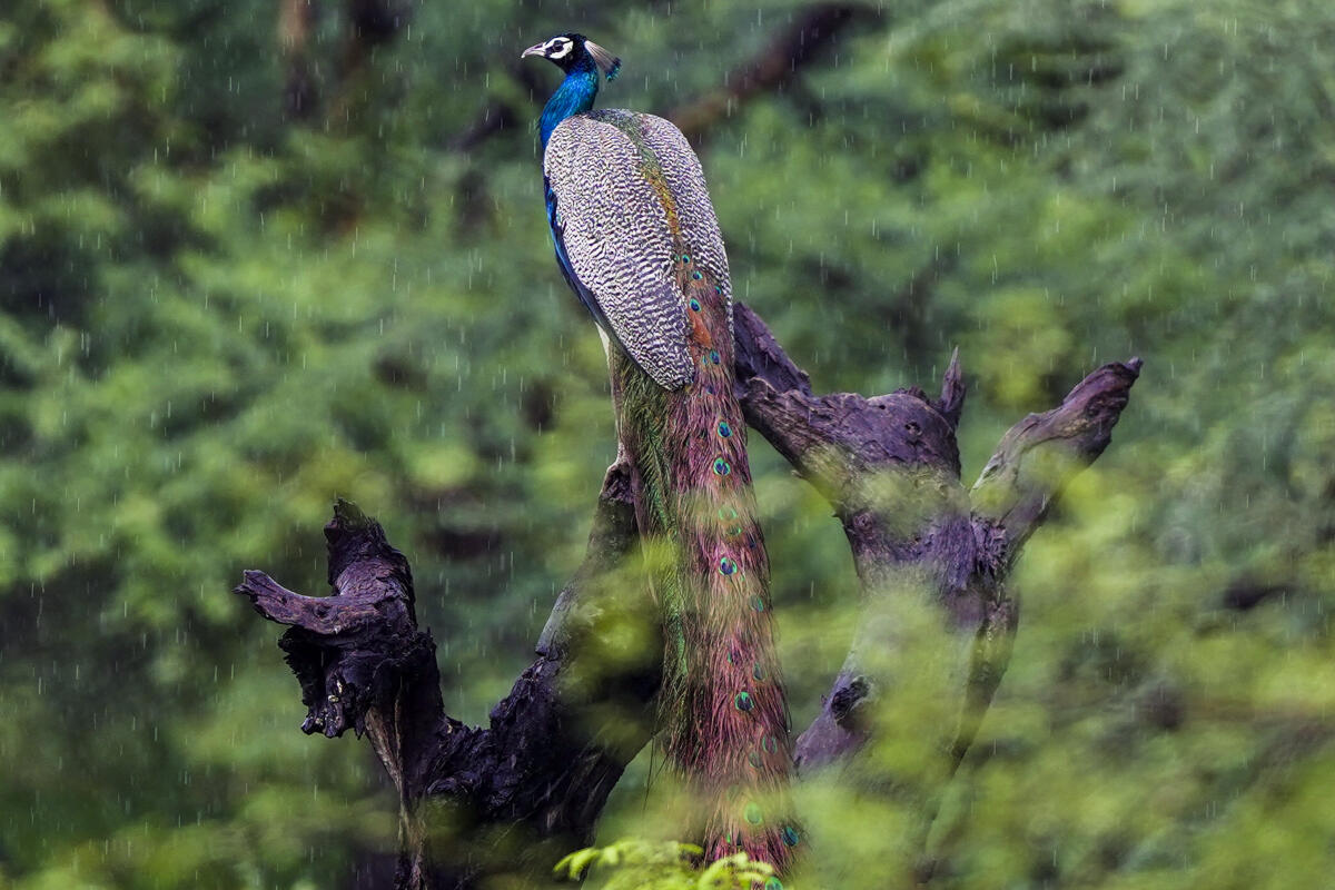  A peacock perches on the branch of a tree amid monsoon rain, in Pushkar, Rajasthan