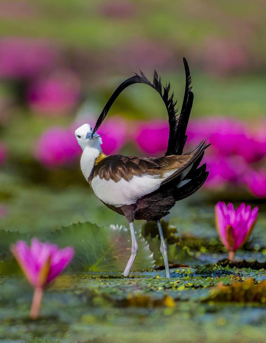 A Pheasant-tailed jacana near blooming water lilies, in Nadia, West Bengal