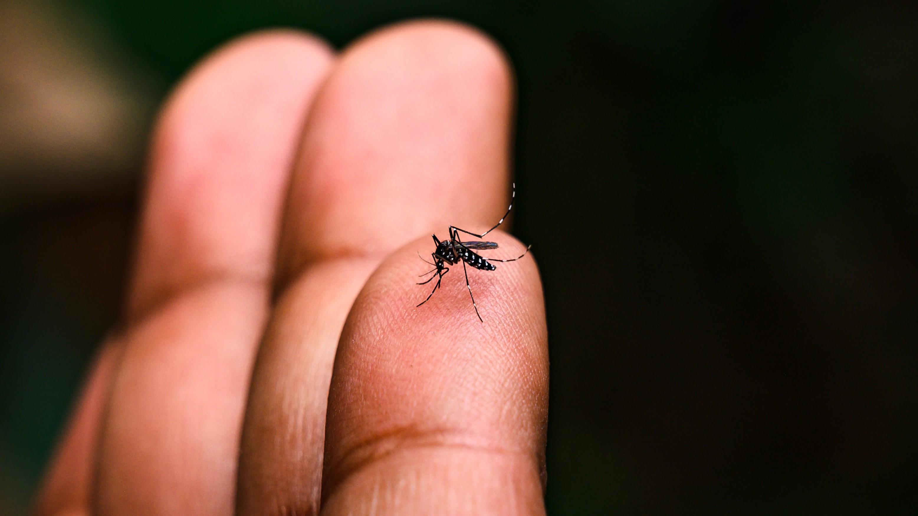 Dengue cases rise in Bengaluru with onset of monsoon