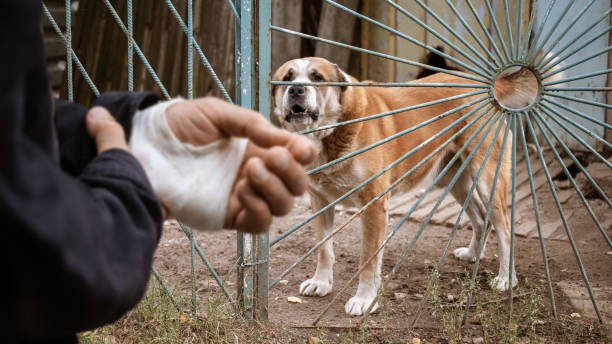 SC takes suo motu cognisance of report over dog bites leading to rabies