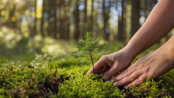 India planted 1.78 lakh hectares under CAMPA in 2019-2023; gaps in fund use: Report