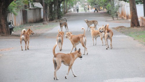 Supreme Court takes suo motu cognisance of dog bites menace 