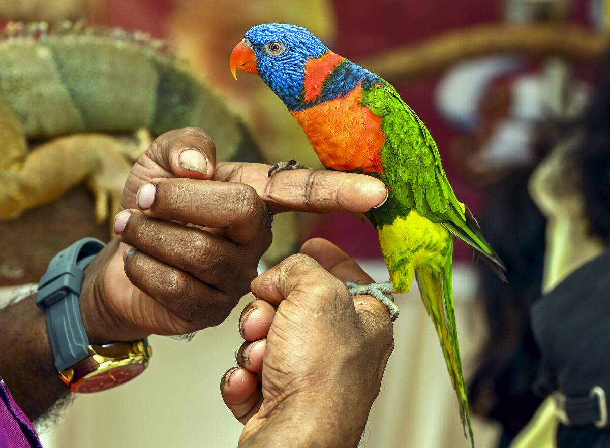 A Red-collared lorikeet sits on the finger of a visitor during the All Breeds Open Dog Show, in Thiruvananthapuram