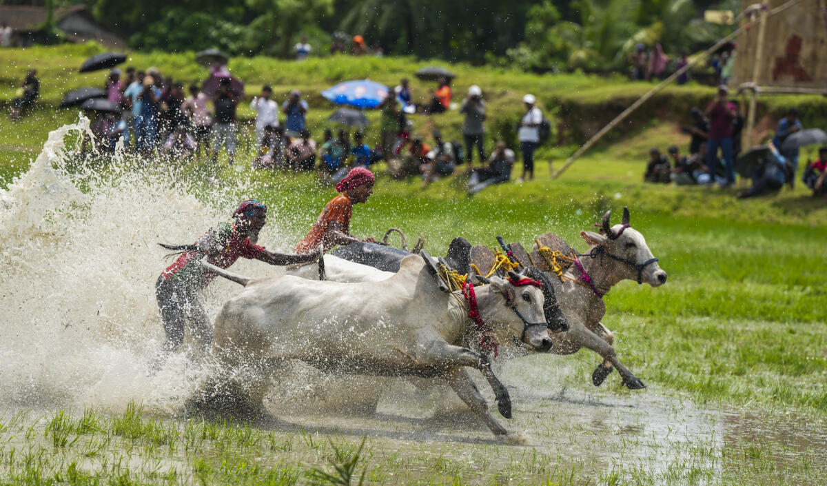 People participate in a bull race at a paddy field, in South 24 Parganas, West Bengal