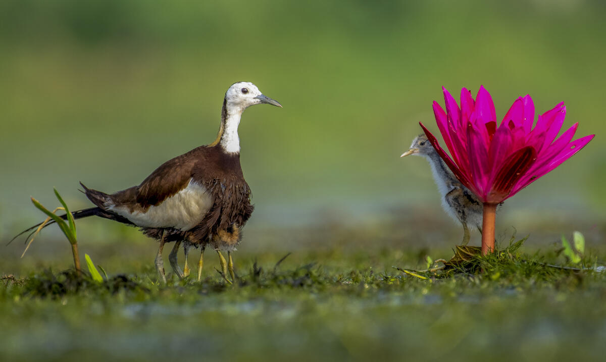 A Pheasant-tailed jacana with her chick near a blooming water lily, in Nadia, West Bengal